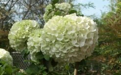 Chinese Snowball Viburnum Bush - 7 Gallon Pot (2-3') -Garden Plant Shop Viburnum Chinese Snowball Bloom Green