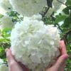 Chinese Snowball Viburnum Bush - 7 Gallon Pot (3-4')