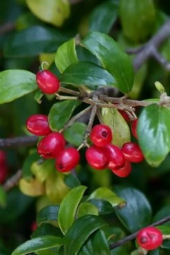 Dwarf Evergreen Snowball Viburnum 'Conoy' - 3 Gallon Pot 14 Dwarf Evergreen Snowball Viburnum 'Conoy' - 3 Gallon Pot -Garden Plant Shop Viburnum Conoy 4
