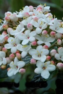 Dwarf Evergreen Snowball Viburnum 'Conoy' - 3 Gallon Pot 11 Dwarf Evergreen Snowball Viburnum 'Conoy' - 3 Gallon Pot -Garden Plant Shop Viburnum Conoy 6