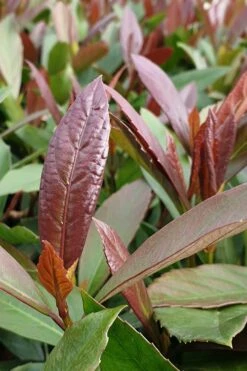 Coppertop Sweet Viburnum - 3 Gallon Pot 7 Coppertop Sweet Viburnum - 3 Gallon Pot -Garden Plant Shop Viburnum Coppertop 3 1