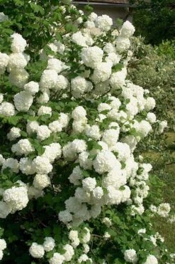European Snowball Viburnum Bush - 3 Gallon Pot -Garden Plant Shop Viburnum European Snowball 1