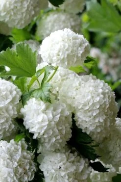 European Snowball Viburnum Bush - 3 Gallon Pot -Garden Plant Shop Viburnum European Snowball 5