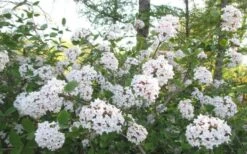 Juddi Fragrant Snowball Viburnum - 2 Gallon Pot -Garden Plant Shop Viburnum Judd 2 1