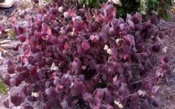 Juddi Fragrant Snowball Viburnum - 3 Gallon Pot -Garden Plant Shop Viburnum Judd 5