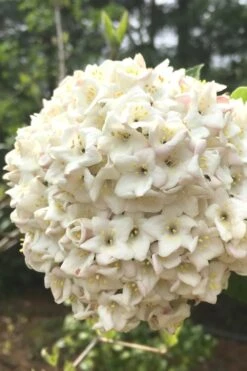 Fragrant Snowball Viburnum Carlesii 'Korean Spice' - 2 Gallon Pot -Garden Plant Shop Viburnum Korean Spice 2