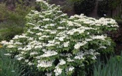 Mariesii Doublefile Viburnum - 3 Gallon Pot -Garden Plant Shop Viburnum Mariesii 1 2