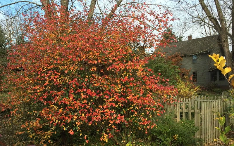 Fragrant Mohawk Viburnum Burkwoodi - 6 Pack Of 1 Gallon Pots 6 Fragrant Mohawk Viburnum Burkwoodi - 6 Pack Of 1 Gallon Pots - Image 6