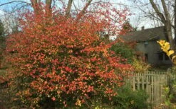 Fragrant Mohawk Viburnum Burkwoodi - 1 Gallon Pot 12 Fragrant Mohawk Viburnum Burkwoodi - 1 Gallon Pot -Garden Plant Shop Viburnum Mohawk 10