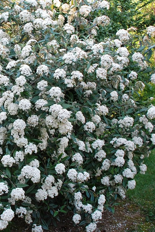 Fragrant Mohawk Viburnum Burkwoodi - 3 Gallon Pot 5 Fragrant Mohawk Viburnum Burkwoodi - 3 Gallon Pot - Image 5