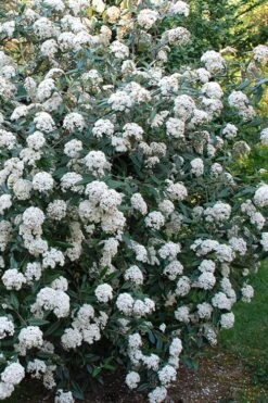 Fragrant Mohawk Viburnum Burkwoodi - 1 Gallon Pot 11 Fragrant Mohawk Viburnum Burkwoodi - 1 Gallon Pot -Garden Plant Shop Viburnum Mohawk 5