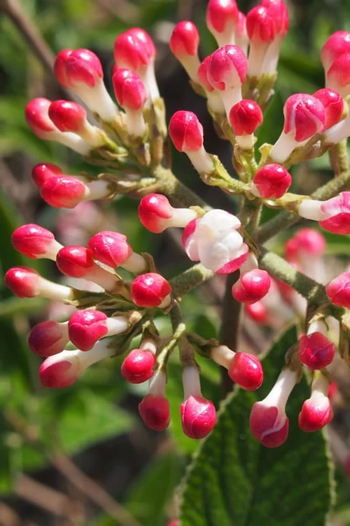 Fragrant Mohawk Viburnum Burkwoodi - 6 Pack Of 1 Gallon Pots 4 Fragrant Mohawk Viburnum Burkwoodi - 6 Pack Of 1 Gallon Pots - Image 4