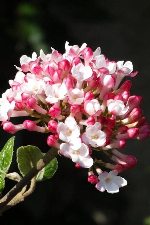 Fragrant Mohawk Viburnum Burkwoodi - 3 Gallon Pot 1 Fragrant Mohawk Viburnum Burkwoodi - 3 Gallon Pot