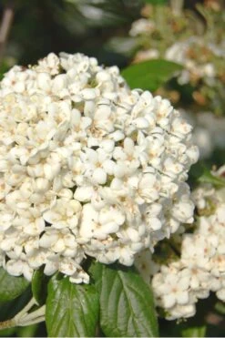 Pearlific Fragrant Snowball Viburnum Bush - 3 Gallon Pot