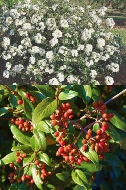 Pearlific Fragrant Snowball Viburnum Bush - 3 Gallon Pot 8 Pearlific Fragrant Snowball Viburnum Bush - 3 Gallon Pot -Garden Plant Shop Viburnum Pearlific 2