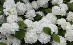 Popcorn Snowball Viburnum Bush - 3 Gallon Pot -Garden Plant Shop Viburnum Popcorn 1