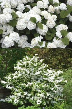 Popcorn Snowball Viburnum Bush - 3 Gallon Pot -Garden Plant Shop Viburnum Popcorn 2 500x750 1