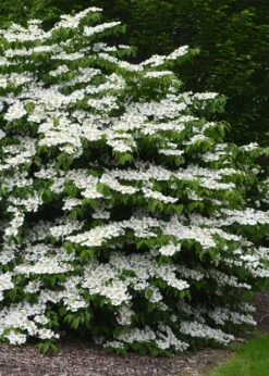 Shasta Doublefile Viburnum - 1 Gallon Pot