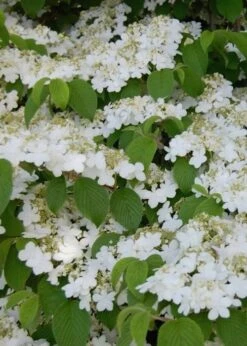 Shasta Doublefile Viburnum - 3 Gallon Pot -Garden Plant Shop Viburnum Shasta 6 1