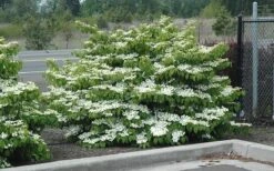 Shasta Doublefile Viburnum - 3 Gallon Pot -Garden Plant Shop Viburnum Shasta 8 1