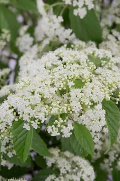 Snow Joey Viburnum - 2 Gallon Pot 1 Snow Joey Viburnum - 2 Gallon Pot
