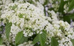 Snow Joey Viburnum - 3 Gallon Pot 11 Snow Joey Viburnum - 3 Gallon Pot -Garden Plant Shop Viburnum Snow Joey 2