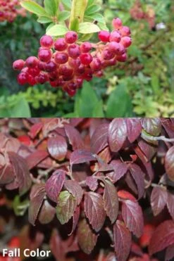 Snow Joey Viburnum - 2 Gallon Pot 10 Snow Joey Viburnum - 2 Gallon Pot -Garden Plant Shop Viburnum Snow Joey 5 1