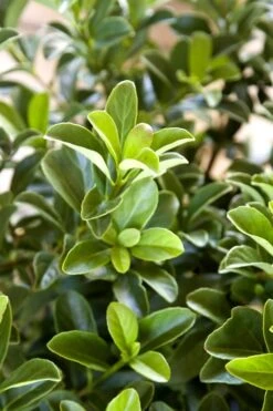 Sugar Cookie Sweet Viburnum - 3 Gallon Pot -Garden Plant Shop Viburnum Sugar Cookie 2