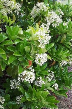 Sugar Cookie Sweet Viburnum - 3 Gallon Pot -Garden Plant Shop Viburnum Sugar Cookie 3