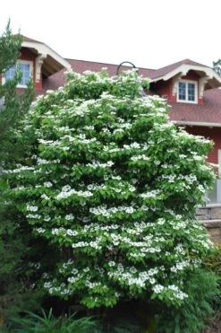 Summer Snowflake Viburnum - 6 Pack Of 1 Gallon Pots -Garden Plant Shop Viburnum Summer Snowflake 20