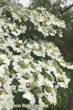 Summer Snowflake Viburnum - 3 Gallon Pot -Garden Plant Shop Viburnum Summer Snowflake 21 500x750 2
