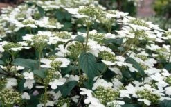 Summer Snowflake Viburnum - 6 Pack Of 1 Gallon Pots -Garden Plant Shop Viburnum Summer Snowflake 3