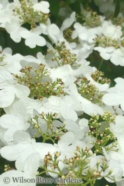 Summer Snowflake Viburnum - 3 Gallon Pot -Garden Plant Shop Viburnum Summer Snowflake 31 1