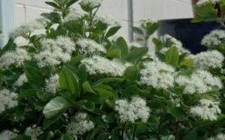 Winterthur Viburnum - 1 Gallon Pot -Garden Plant Shop Viburnum Winterthur 11
