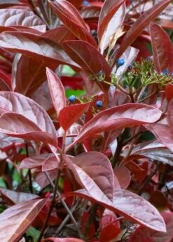 Winterthur Viburnum - 1 Gallon Pot -Garden Plant Shop Viburnum Winterthur 4