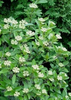 Winterthur Viburnum - 1 Gallon Pot -Garden Plant Shop Viburnum Winterthur 7