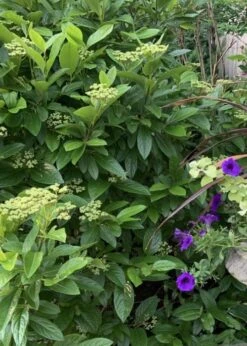 Winterthur Viburnum - 1 Gallon Pot -Garden Plant Shop Viburnum Winterthur 9