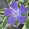 Variegated Bigleaf Periwinkle - Vinca Major 'Variegata' - 10 Pack Of Pint Pots