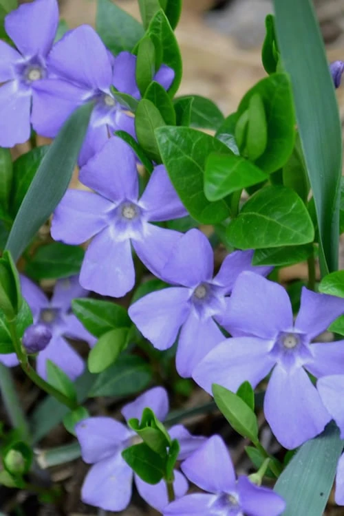 Evergreen Periwinkle (Vinca Minor) - 10 Count Flat Of Pint Pots 1 Evergreen Periwinkle (Vinca Minor) - 10 Count Flat Of Pint Pots