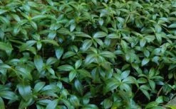 White Evergreen Periwinkle (Vinca Minor 'Alba') - 6 Pack Of Pint Pots -Garden Plant Shop Vinca Minor 11