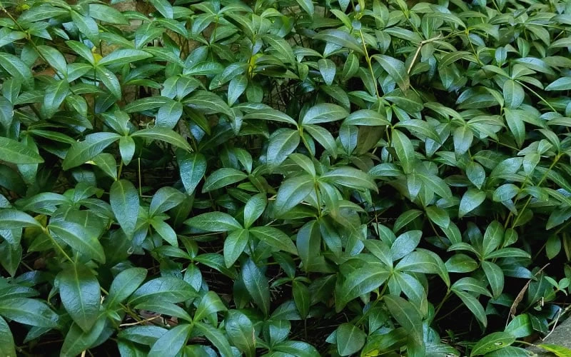 Evergreen Periwinkle - Vinca Minor - 6 Pack Of Pint Pots 6 Evergreen Periwinkle - Vinca Minor - 6 Pack Of Pint Pots - Image 6