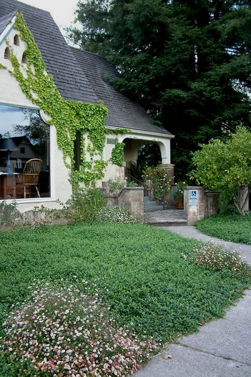 Evergreen Periwinkle (Vinca Minor) - 10 Count Flat Of Pint Pots 5 Evergreen Periwinkle (Vinca Minor) - 10 Count Flat Of Pint Pots - Image 5