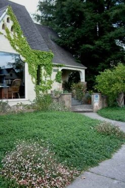 White Evergreen Periwinkle (Vinca Minor 'Alba') - 6 Pack Of Pint Pots -Garden Plant Shop Vinca Minor 14