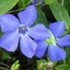 Evergreen Periwinkle - Vinca Minor - 18 Count Flat Of Pint Pots