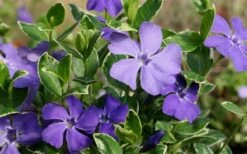 Ralph Shugert Variegated Periwinkle - Vinca Minor - 3 Pack Of Pint Pots 13 Ralph Shugert Variegated Periwinkle - Vinca Minor - 3 Pack Of Pint Pots -Garden Plant Shop Vinca Minor Ralph Shugert Closeup 1
