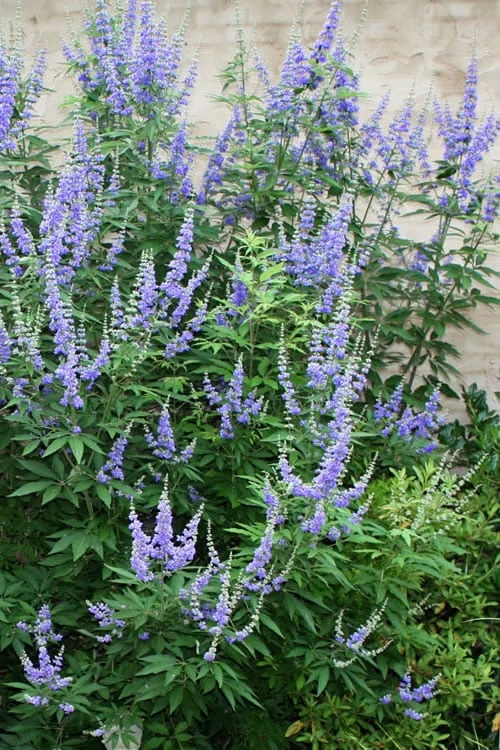 Blue Chaste Tree - Vitex Agnus-castus - 3 Gallon Pot 1 Blue Chaste Tree - Vitex Agnus-castus - 3 Gallon Pot