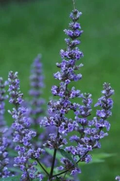 Blue Diddley Dwarf Chaste Tree - Vitex Agnus-castus - 3 Gallon Pot 11 Blue Diddley Dwarf Chaste Tree - Vitex Agnus-castus - 3 Gallon Pot -Garden Plant Shop Vitex Blue Diddley 1 1