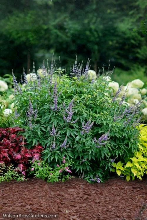 Blue Diddley Dwarf Chaste Tree - Vitex Agnus-castus - 3 Gallon Pot 4 Blue Diddley Dwarf Chaste Tree - Vitex Agnus-castus - 3 Gallon Pot - Image 4