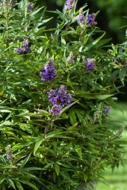 Blue Puffball Chaste Tree (Dwarf) - Vitex - 3 Gallon Pot -Garden Plant Shop Vitex Blue Puffball 2