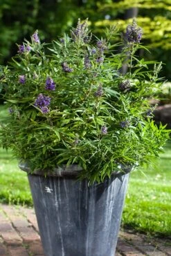 Blue Puffball Chaste Tree (Dwarf) - Vitex - 3 Gallon Pot -Garden Plant Shop Vitex Blue Puffball 3